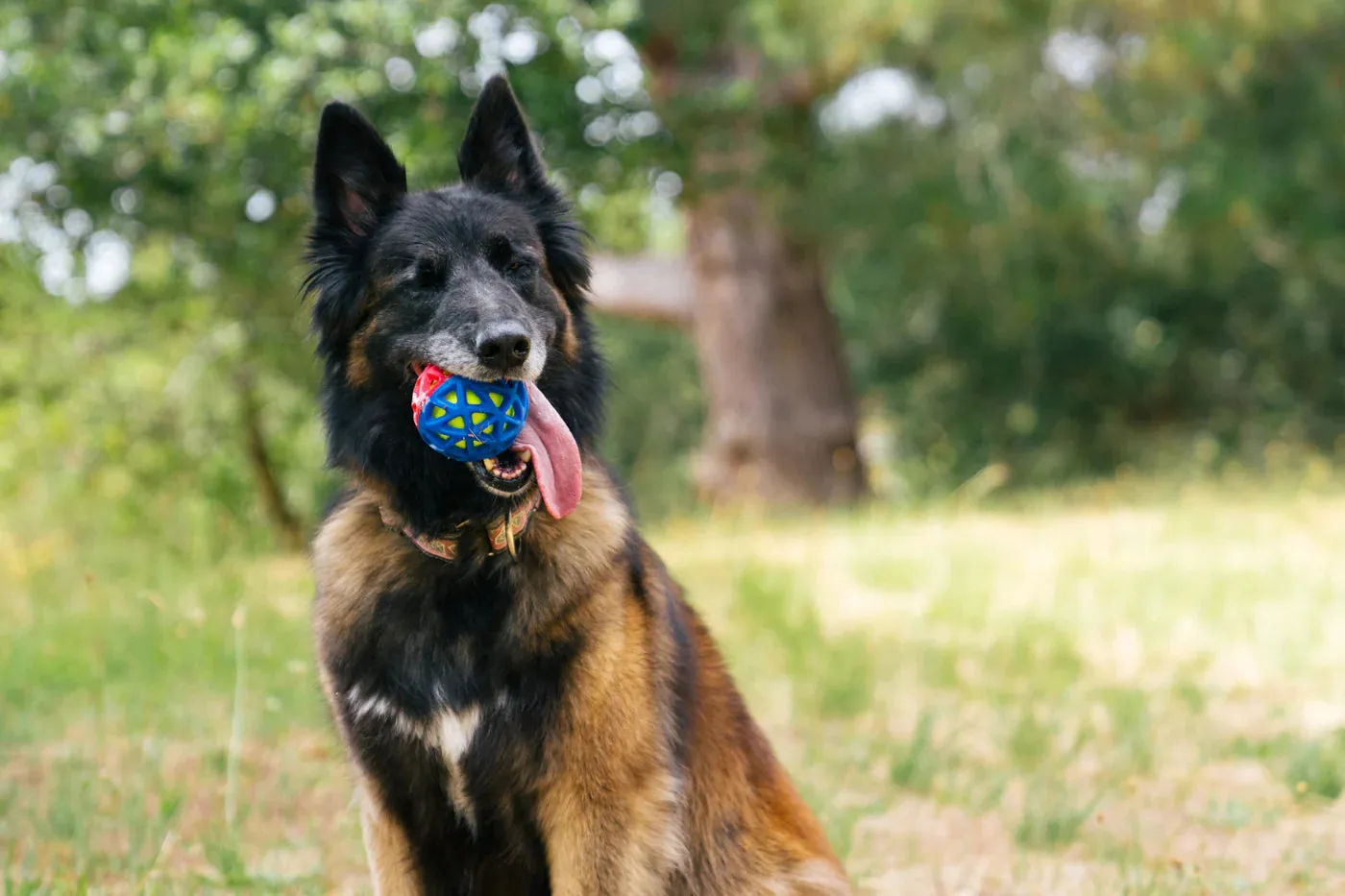 Dog Toy - GoGo Astro Ball