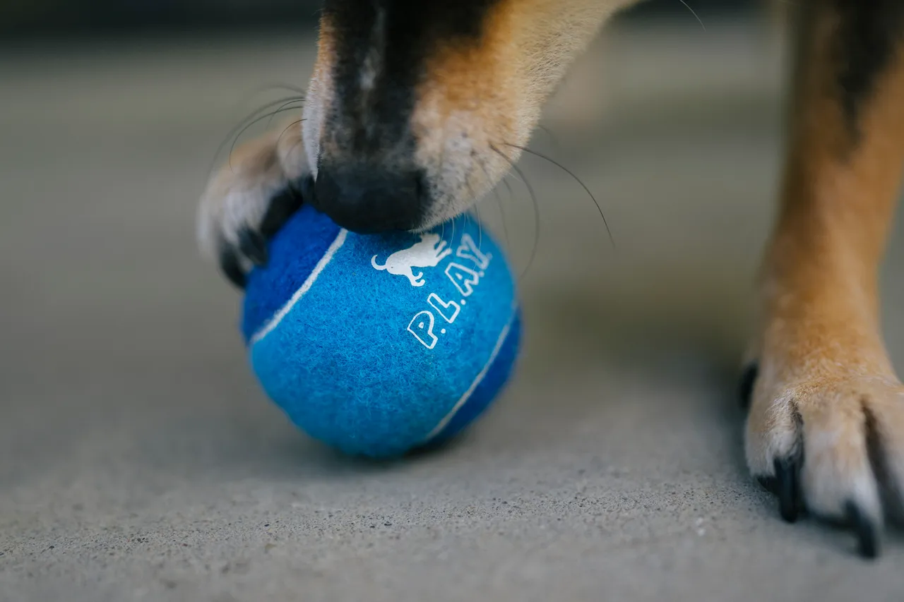 Fetch Bouncy Squeaky Dog toy, Tennis Balls