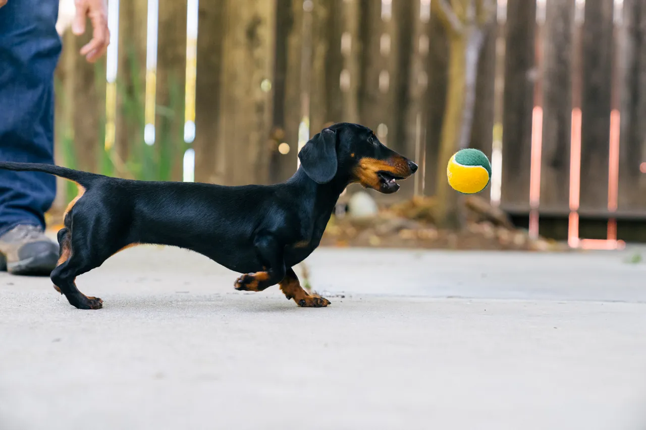 Fetch Bouncy Squeaky Dog toy, Tennis Balls