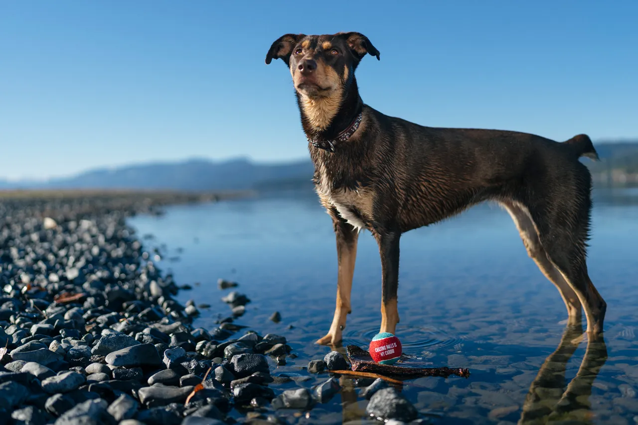 Fetch Bouncy Squeaky Dog toy, Tennis Balls