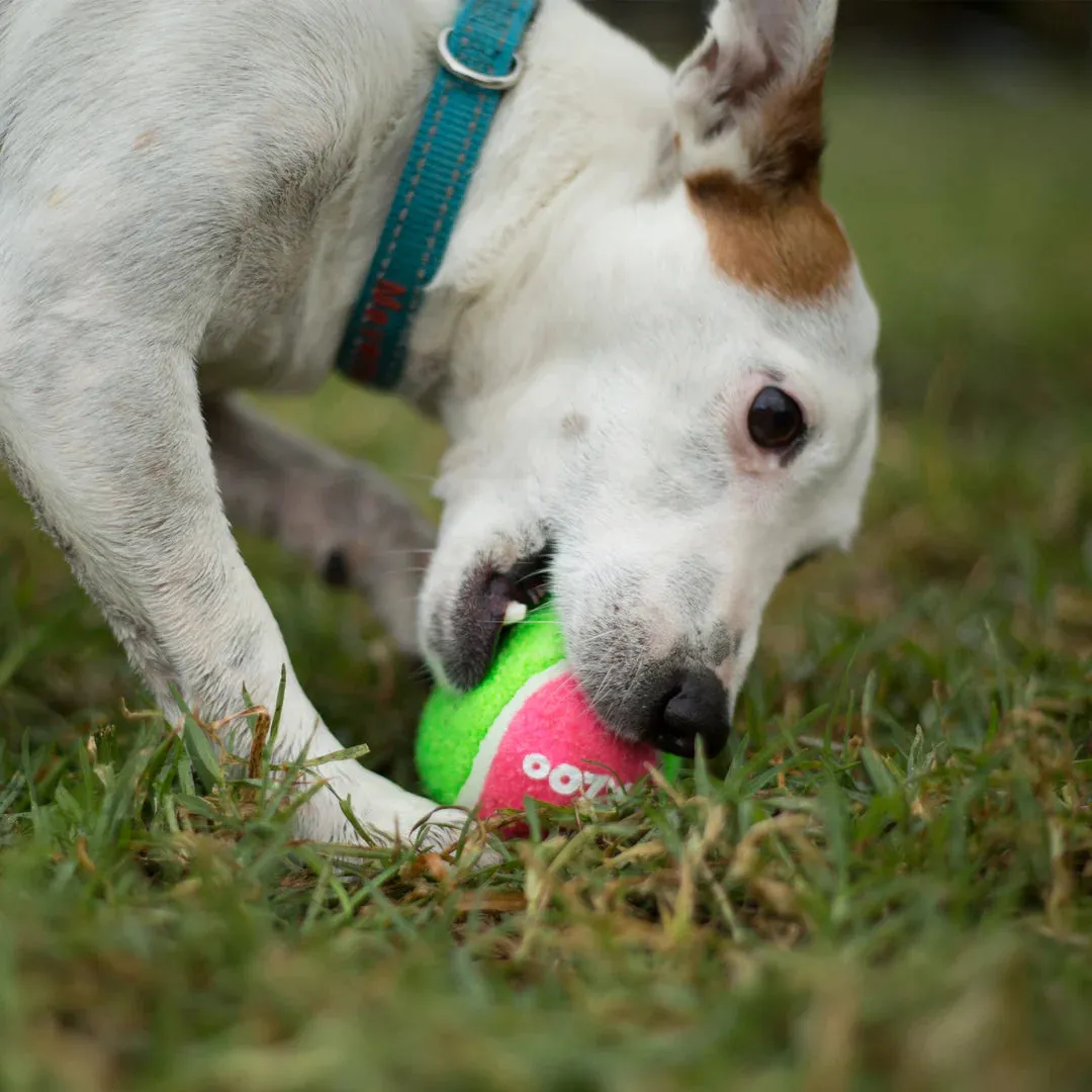 Kazoo Puncture-Proof Tennis Ball Dog Toy